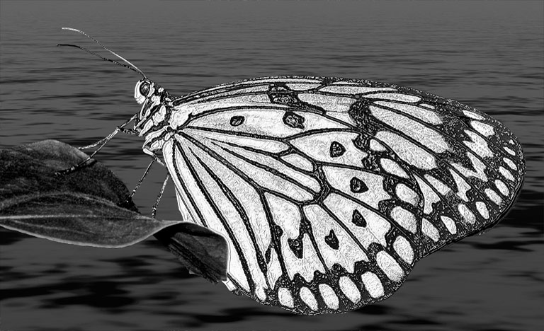 Rice Paper Butterfly